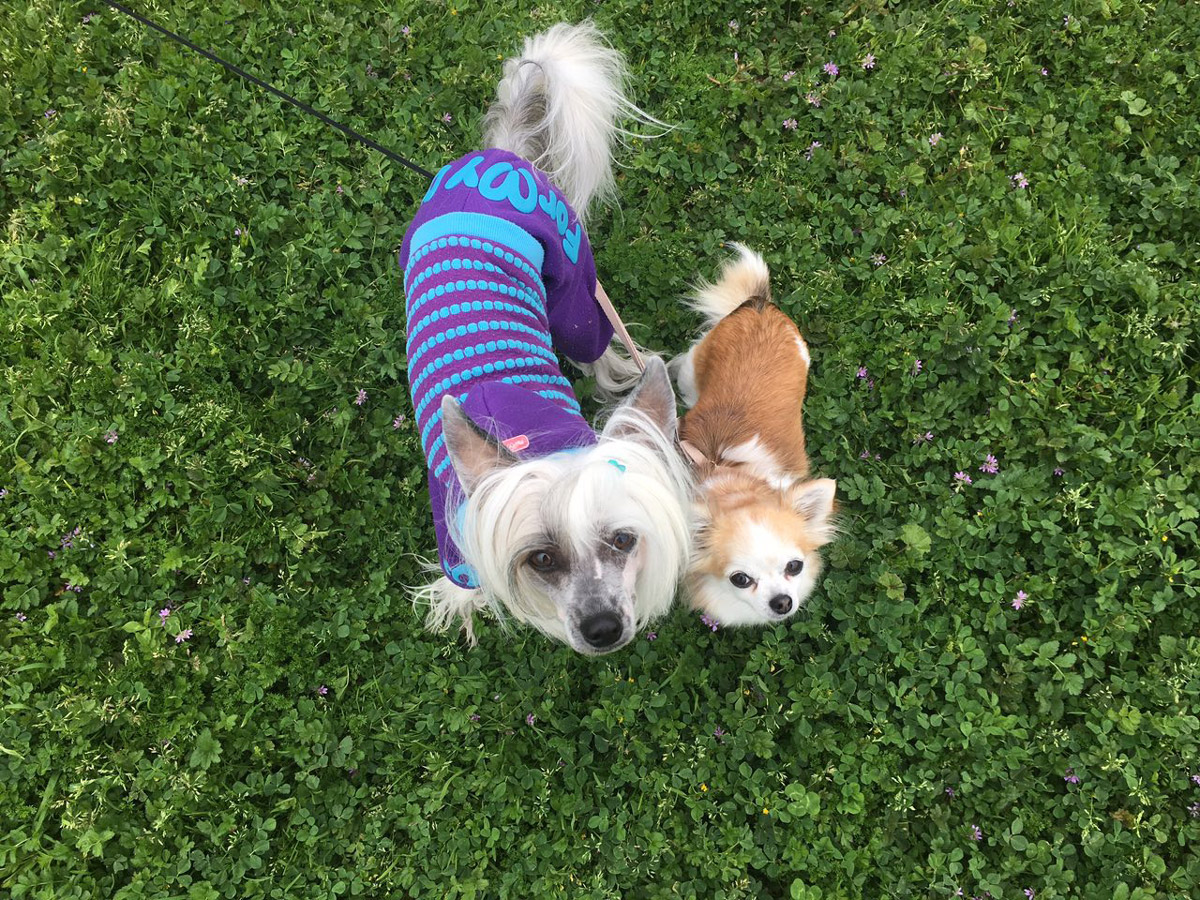 snfr__dogs.i5seeb01seyu.jpg